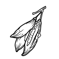 Kapok
